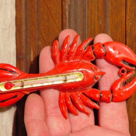 Ricerche dimostrano che l’aragosta bollita viva soffre meno di un uomo con 37 di febbre